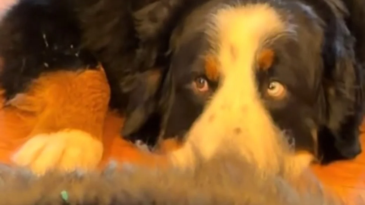 Illustration : "Ce chien refuse de quitter son frère gravement malade pendant son traitement et veille sur lui en silence (vidéo)"