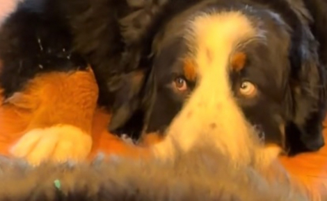 Ce chien refuse de quitter son frère gravement malade pendant son traitement et veille sur lui en silence (vidéo)