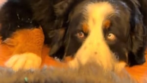 Illustration : Ce chien refuse de quitter son frère gravement malade pendant son traitement et veille sur lui en silence (vidéo)