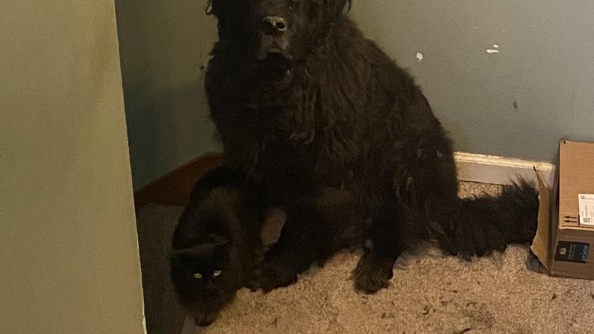 Illustration : "Intriguée par les ronronnements inhabituellement forts de son chat, elle découvre comment il manipule le Terre-Neuve qu'elle garde pour faire sa sieste sur lui"