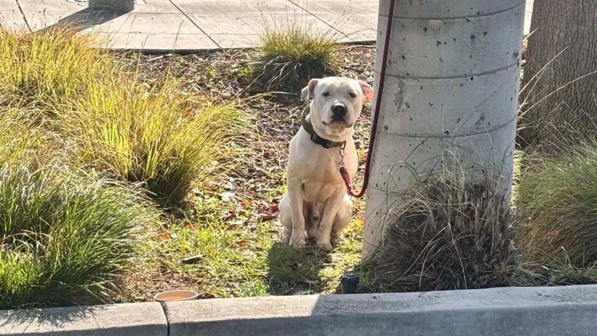 Illustration : "Attaché à un lampadaire la veille de Noël, ce chien ne comprend pas ce qui lui arrive mais déclenche une formidable chaîne de solidarité"