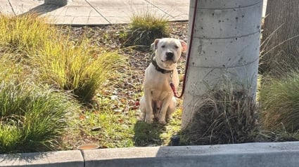 Illustration : Attach&eacute; &agrave; un lampadaire la veille de No&euml;l, ce chien ne comprend pas ce qui lui arrive mais d&eacute;clenche une formidable cha&icirc;ne de solidarit&eacute;