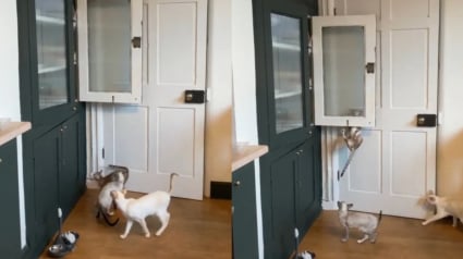 Illustration : 3 chats en mode Mission Impossible pr&eacute;parent le coup parfait pour voler la nourriture rang&eacute;e dans un placard (vid&eacute;o)