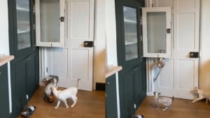 Illustration : 3 chats en mode Mission Impossible préparent le coup parfait pour voler la nourriture rangée dans un placard (vidéo)