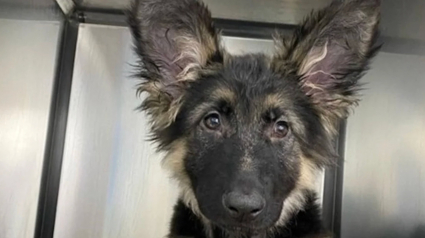 Illustration : Gr&acirc;ce &agrave; une op&eacute;ration d&eacute;licate, un chiot de 4 mois atteint d&rsquo;un trouble cardiaque a d&eacute;sormais &laquo; un grand avenir devant lui &raquo;