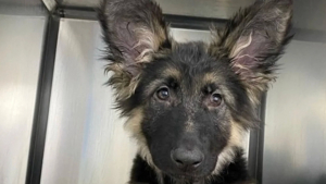 Illustration : Grâce à une opération délicate, un chiot de 4 mois atteint d’un trouble cardiaque a désormais « un grand avenir devant lui »