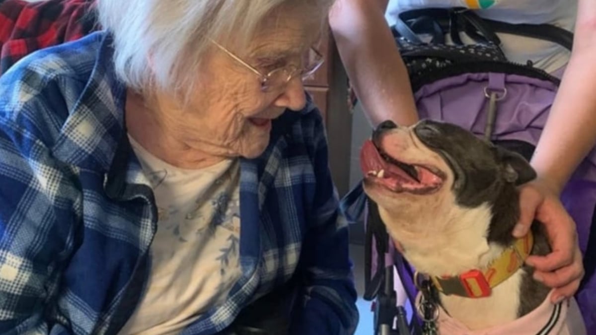 Illustration : "17 photos qui prouvent que les chiens nous rendent la vie plus belle "