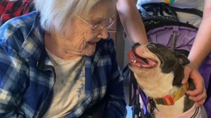 Illustration : 17 photos qui prouvent que les chiens nous rendent la vie plus belle 