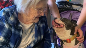 Illustration : 17 photos qui prouvent que les chiens nous rendent la vie plus belle 