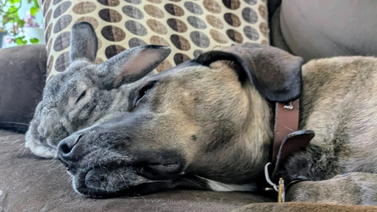 Illustration : "Depuis qu’il a été sauvé de la rue, ce lapin ne quitte plus le chien de sa sauveteuse qui est devenu son meilleur ami (vidéo)"