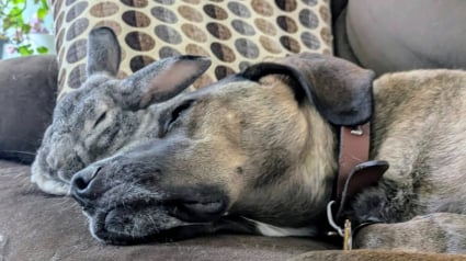 Illustration : Depuis qu&rsquo;il a &eacute;t&eacute; sauv&eacute; de la rue, ce lapin ne quitte plus le chien de sa sauveteuse qui est devenu son meilleur ami (vid&eacute;o)