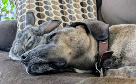 Depuis qu’il a été sauvé de la rue, ce lapin ne quitte plus le chien de sa sauveteuse qui est devenu son meilleur ami (vidéo)