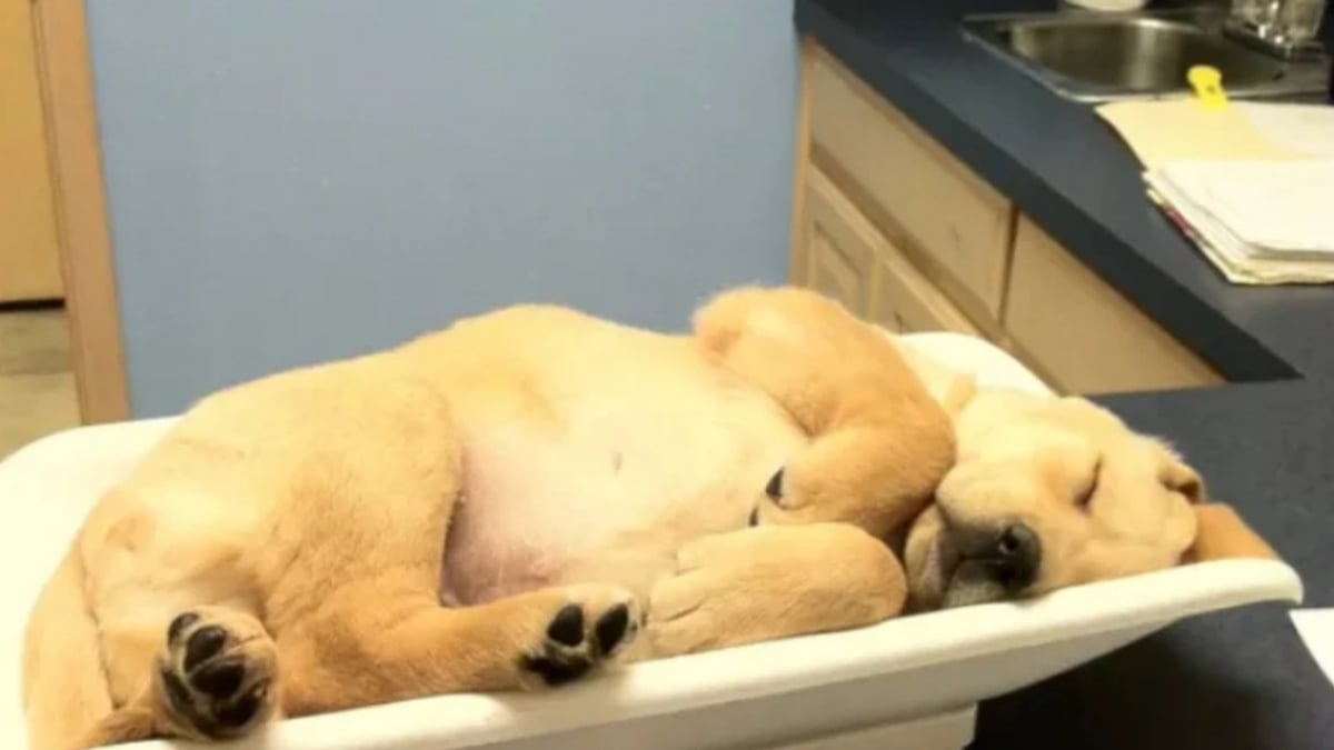 Illustration : "14 photos d’animaux qui illustrent des moments intenses et émouvants chez le vétérinaire"