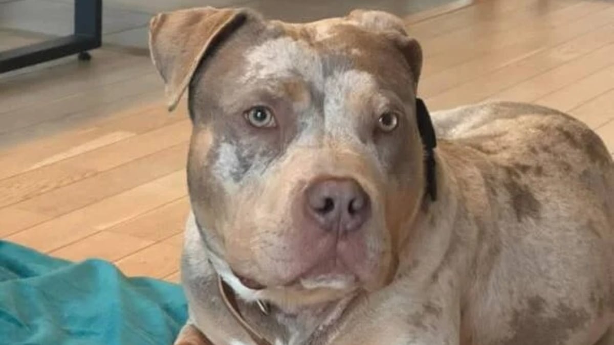 Illustration : "Nouveau nom et nouveaux amis, ce chien arrivé avec une chaîne incrustée dans sa chair change de vie après son sauvetage"