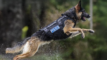 Illustration : A quelques mois de la retraite, une chienne polici&egrave;re vit l&rsquo;accident que personne n&rsquo;avait vu venir mais trouve la force de rebondir