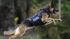 Illustration : A quelques mois de la retraite, une chienne policière vit l’accident que personne n’avait vu venir mais trouve la force de rebondir