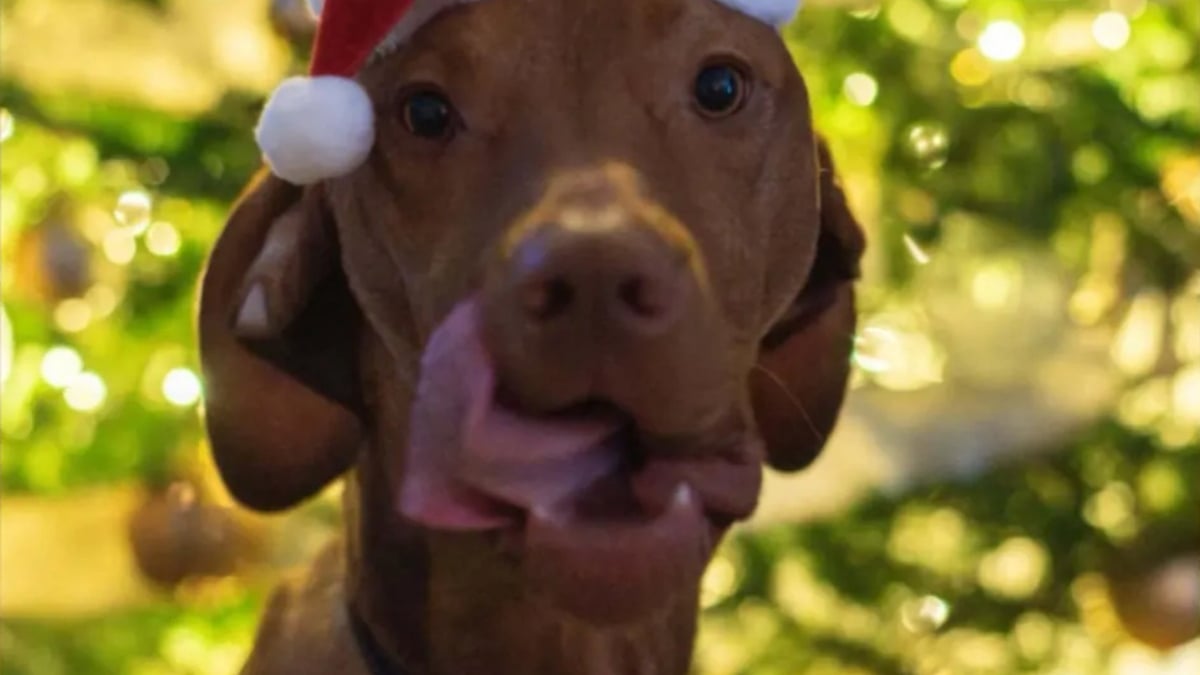 Illustration : "Alors que la fête bat son plein, un chien profite d'un moment d'inattention pour s'emparer d'une friandise interdite et se retrouve aux urgences"