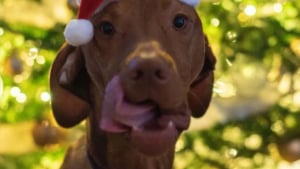 Illustration : "Alors que la fête bat son plein, un chien profite d'un moment d'inattention pour s'emparer d'une friandise interdite et se retrouve aux urgences"