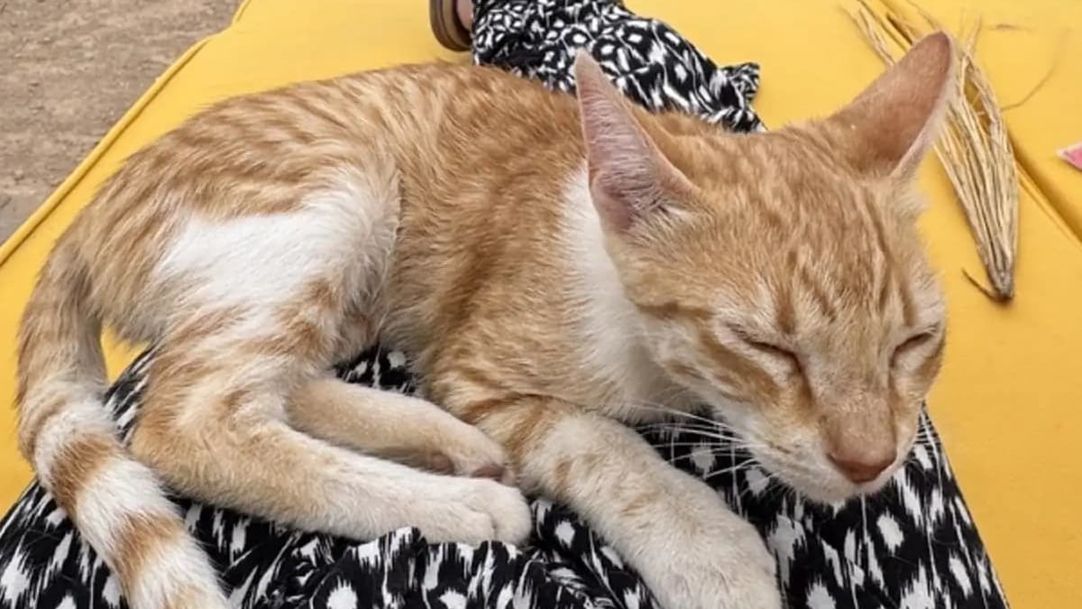 Illustration : "En plein désert, une chatte errante se glisse sous la tente d'un couple de campeurs et refuse de les quitter"