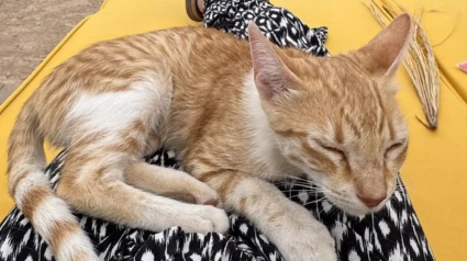 Illustration : En plein d&eacute;sert, une chatte errante se glisse sous la tente d'un couple de campeurs et refuse de les quitter