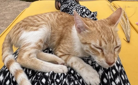 En plein désert, une chatte errante se glisse sous la tente d'un couple de campeurs et refuse de les quitter