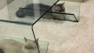 Illustration : S’installant dans un espace improbable du meuble, 2 chattes transforment une sieste ordinaire en scène tendre et comique (vidéo)