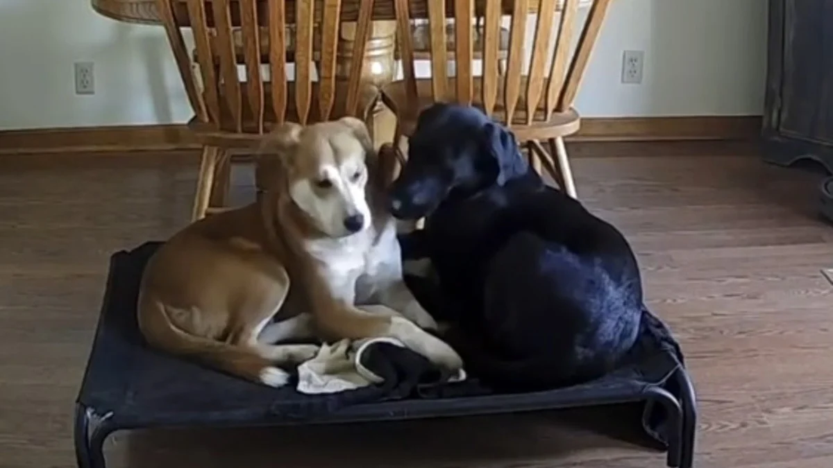 Illustration : "Filmés à leur insu, son Labrador et le chien d'accueil partagent un moment si tendre qu'elle annule l'adoption prévue (vidéo)"