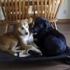 Illustration : Film&eacute;s &agrave; leur insu, son Labrador et le chien d'accueil partagent un moment si tendre qu'elle annule l'adoption pr&eacute;vue (vid&eacute;o)
