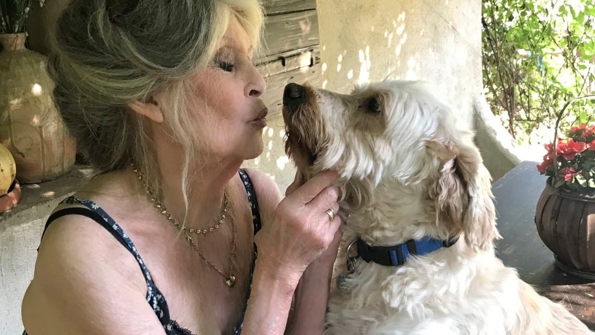 Illustration : "« Mes grands combats restent encore à gagner », Brigitte Bardot nous a quittés après une vie entière dédiée à la cause animale"