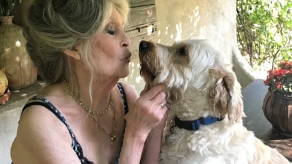 Illustration : &laquo; Mes grands combats restent encore &agrave; gagner &raquo;, Brigitte Bardot nous a quitt&eacute;s apr&egrave;s une vie enti&egrave;re d&eacute;di&eacute;e &agrave; la cause animale