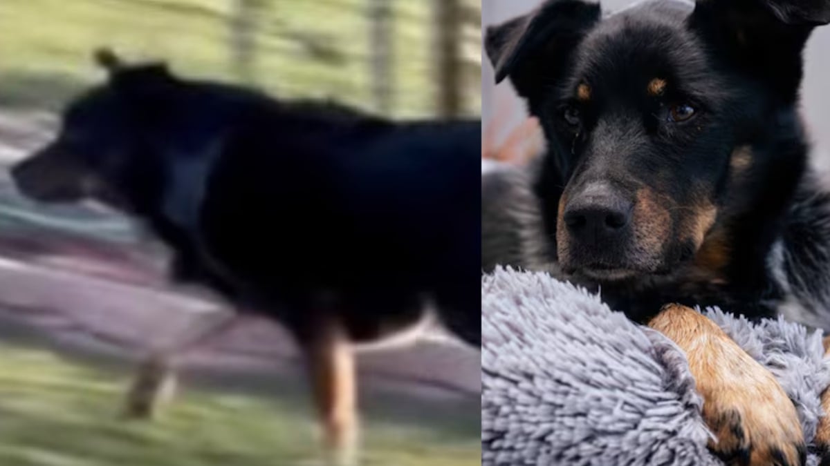 Illustration : "Après avoir regardé une photo floue, elle n’imaginait pas que sa chienne allait ressurgir comme par magie après 4 ans d’absence"