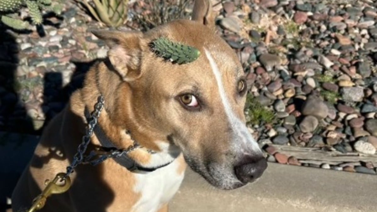 Illustration : "Le calme admirable d'un chien se faisant retirer un douloureux bout de cactus de la tête lors d'une promenade ensoleillée (vidéo)"