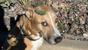 Illustration : Le calme admirable d'un chien se faisant retirer un douloureux bout de cactus de la tête lors d'une promenade ensoleillée (vidéo)