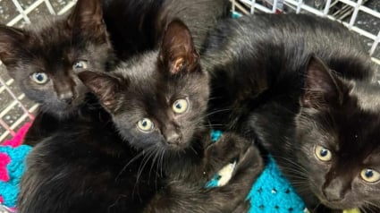 Illustration : Le personnel d'une usine de confiserie se mobilise aux c&ocirc;t&eacute;s d'une association pour offrir une nouvelle vie &agrave; une chatte et ses 3 chatons errants