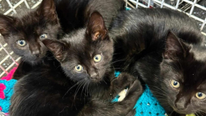 Illustration : "Le personnel d'une usine de confiserie se mobilise aux côtés d'une association pour offrir une nouvelle vie à une chatte et ses 3 chatons errants"