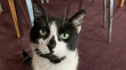 Illustration : La nouvelle direction projette d'expulser le chat d'un service d'ambulance, une p&eacute;tition r&eacute;unissant plus de 60 000 signatures change tout