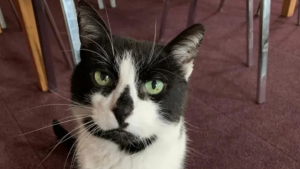 Illustration : La nouvelle direction projette d'expulser le chat d'un service d'ambulance, une pétition réunissant plus de 60 000 signatures change tout