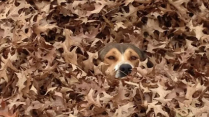 Illustration : 15 photos de chiens pass&eacute;s ma&icirc;tres dans l&rsquo;art de la dissimulation