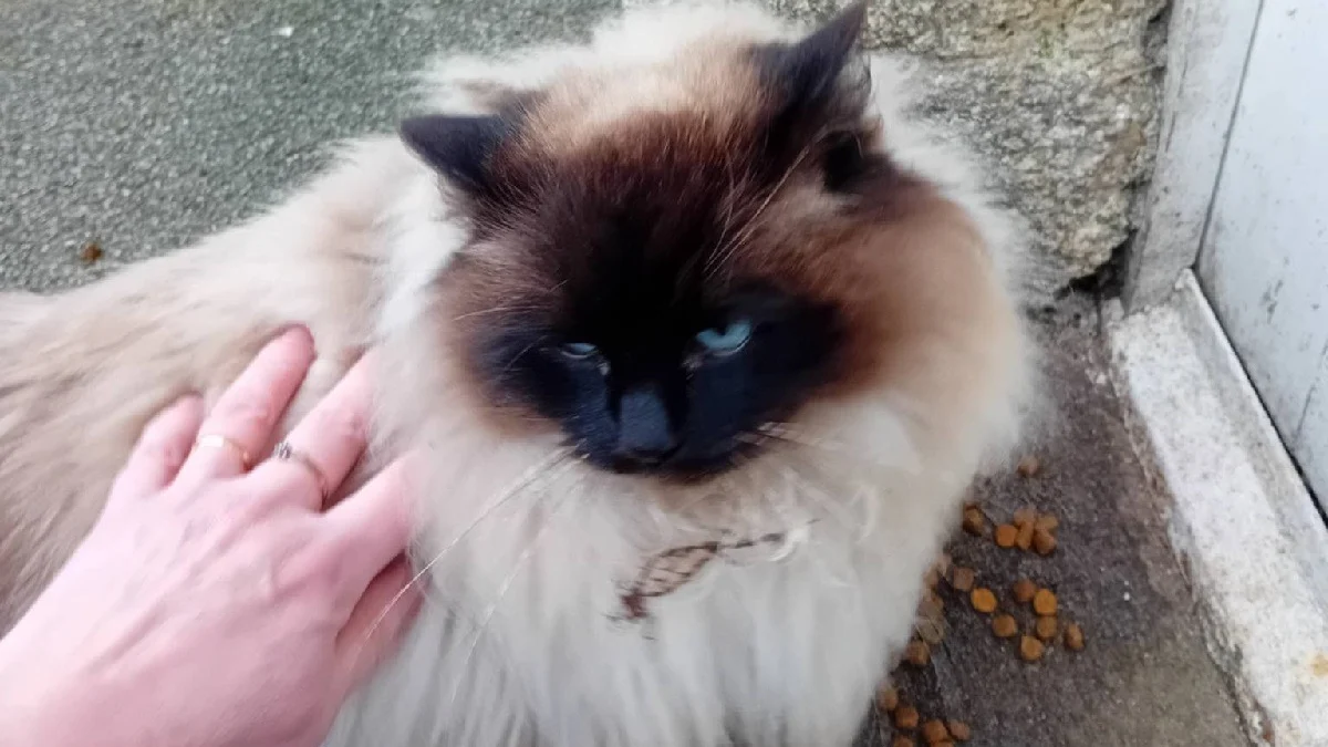Illustration : "Introuvable depuis 2 ans, une chatte nourrie par une âme bienveillante à 40 km de chez elle révèle son passé grâce à sa puce"