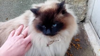 Illustration : Introuvable depuis 2 ans, une chatte nourrie par une &acirc;me bienveillante &agrave; 40 km de chez elle r&eacute;v&egrave;le son pass&eacute; gr&acirc;ce &agrave; sa puce