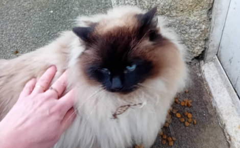 Introuvable depuis 2 ans, une chatte nourrie par une âme bienveillante à 40 km de chez elle révèle son passé grâce à sa puce