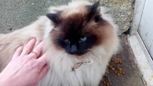 Illustration : Introuvable depuis 2 ans, une chatte nourrie par une âme bienveillante à 40 km de chez elle révèle son passé grâce à sa puce