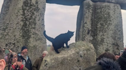 Illustration : Assise sur les pierres sacr&eacute;es, cette chatte noire r&eacute;clame des caresses aux visiteurs sans aucune g&ecirc;ne et vole la vedette &agrave; ce site historique (vid&eacute;o)