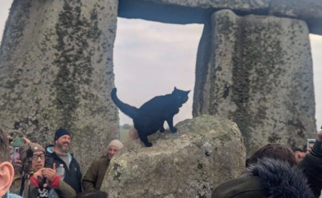 Assise sur les pierres sacrées, cette chatte noire réclame des caresses aux visiteurs sans aucune gêne et vole la vedette à ce site historique (vidéo)