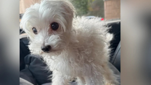 Illustration : "Une conversation entendue par hasard au refuge sauve un chien âgé et lui offre une fin de vie pleine d'amour"