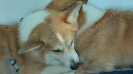 Illustration : &laquo; Il a senti que Jono n&rsquo;allait pas bien&hellip; &raquo;, un Corgi grognon surprend sa famille en r&eacute;confortant son fr&egrave;re malade (vid&eacute;o)