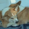 Illustration : &laquo; Il a senti que Jono n&rsquo;allait pas bien&hellip; &raquo;, un Corgi grognon surprend sa famille en r&eacute;confortant son fr&egrave;re malade (vid&eacute;o)