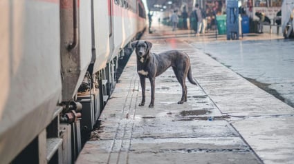 Illustration : D&eacute;couvrant un chien qui voyage seul dans le train, un passager s&rsquo;inqui&egrave;te et d&eacute;cide d&rsquo;intervenir