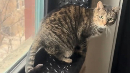 Illustration : Cette chatte qui boite semble bless&eacute;e &agrave; la patte mais n'est en fait qu'une "excellente actrice" avide d'attention (vid&eacute;o)