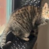 Illustration : Cette chatte qui boite semble bless&eacute;e &agrave; la patte mais n'est en fait qu'une "excellente actrice" avide d'attention (vid&eacute;o)